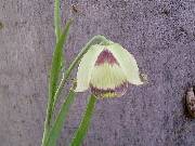 Fritillaria acmopetala
